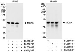 MCAK Rabbit anti-Human, Polyclonal, Bethyl Laboratories 10 &mu;L; Unconjugated:Antibodies,