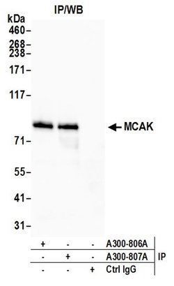 MCAK Rabbit anti-Human, Polyclonal, Bethyl Laboratories 100 &mu;L; Unconjugated:Antibodies,