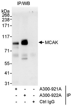 MCAK Rabbit anti-Mouse, Polyclonal, Bethyl Laboratories 100 &mu;L; Unconjugated:Antibodies,