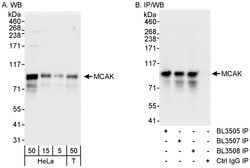 MCAK Rabbit anti-Human, Polyclonal, Bethyl Laboratories 100 &mu;L; Unconjugated:Antibodies,