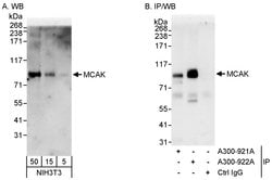 MCAK Rabbit anti-Mouse, Polyclonal, Bethyl Laboratories 100 &mu;L; Unconjugated:Antibodies,