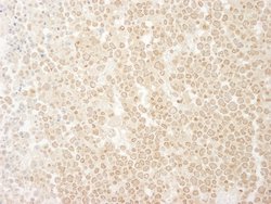 MCAK Polyclonal Antibody, Bethyl Laboratories 10 &mu;L; Unconjugated:Antibodies,