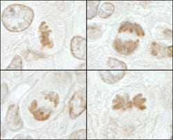 MCAK Polyclonal Antibody, Bethyl Laboratories 10 &mu;L; Unconjugated:Antibodies,