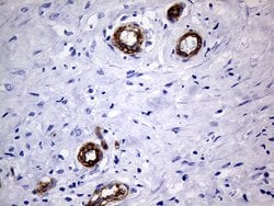 MCAM Mouse anti-Human, Clone: OTI5C4, lyophilized, TrueMAB 100 &mu;g; Unconjugated:Antibodies,