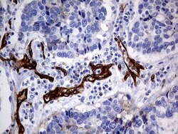 MCAM Mouse anti-Human, Clone: OTI5C4, lyophilized, TrueMAB 100 &mu;g; Unconjugated:Antibodies,