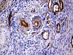 MCAM Mouse anti-Human, Clone: OTI5C4, lyophilized, TrueMAB 100 &mu;g; Unconjugated:Antibodies,