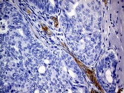 MCAM Mouse anti-Human, Clone: OTI5C4, lyophilized, TrueMAB 100 &mu;g; Unconjugated:Antibodies,
