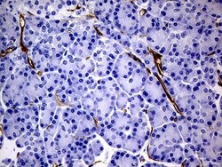 MCAM Mouse anti-Human, Clone: OTI5C4, lyophilized, TrueMAB 100 &mu;g; Unconjugated:Antibodies,