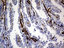 MCAM Mouse anti-Human, Clone: OTI5C4, lyophilized, TrueMAB 100 &mu;g; Unconjugated:Antibodies,