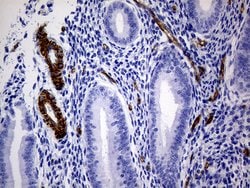 MCAM Mouse anti-Human, Clone: OTI5C4, lyophilized, TrueMAB 100 &mu;g; Unconjugated:Antibodies,