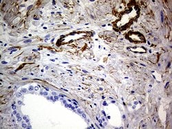 MCAM Mouse anti-Human, Clone: OTI5C4, lyophilized, TrueMAB 100 &mu;g; Unconjugated:Antibodies,