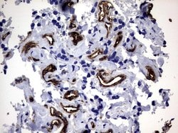 MCAM Mouse anti-Human, Clone: OTI5C4, lyophilized, TrueMAB 100 &mu;g; Unconjugated:Antibodies,
