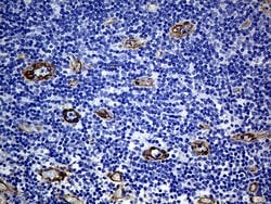 MCAM Mouse anti-Human, Clone: OTI5C4, lyophilized, TrueMAB 100 &mu;g; Unconjugated:Antibodies,