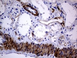 MCAM Mouse anti-Human, Clone: OTI5C4, lyophilized, TrueMAB 100 &mu;g; Unconjugated:Antibodies,
