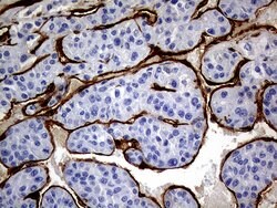 MCAM Mouse anti-Human, Clone: OTI5C4, lyophilized, TrueMAB 100 &mu;g; Unconjugated:Antibodies,