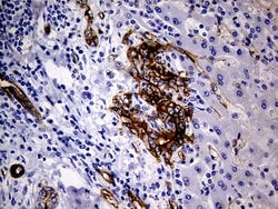 MCAM Mouse anti-Human, Clone: OTI5C4, lyophilized, TrueMAB 100 &mu;g; Unconjugated:Antibodies,