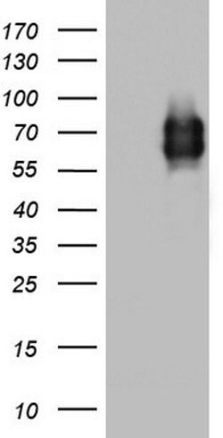 MCAM Mouse anti-Human, Clone: OTI5C4, lyophilized, TrueMAB 100 &mu;g; Unconjugated:Antibodies,
