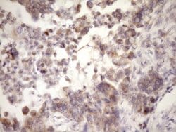 MCEE Monoclonal Antibody (OTI1B5), TrueMAB , OriGene 100 &mu;L; Unconjugated:Antibodies,