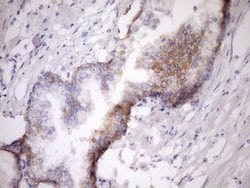 MCEE Monoclonal Antibody (OTI1B5), TrueMAB , OriGene 100 &mu;L; Unconjugated:Antibodies,