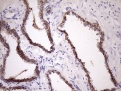 MCEE Monoclonal Antibody (OTI1B5), TrueMAB , OriGene 100 &mu;L; Unconjugated:Antibodies,