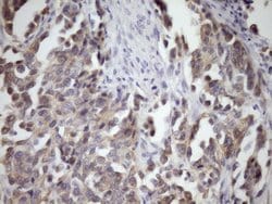 MCEE Monoclonal Antibody (OTI1B5), TrueMAB , OriGene 100 &mu;L; Unconjugated:Antibodies,
