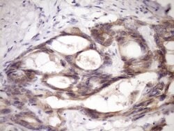 MCEE Monoclonal Antibody (OTI1B5), TrueMAB , OriGene 100 &mu;L; Unconjugated:Antibodies,