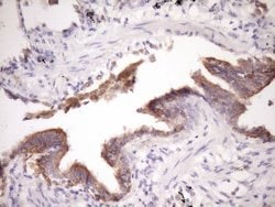 MCEE Monoclonal Antibody (OTI6A1), TrueMAB , OriGene 100 &mu;L; Unconjugated:Antibodies,