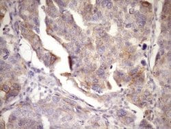 MCEE Monoclonal Antibody (OTI6A1), TrueMAB , OriGene:Antibodies:Primary