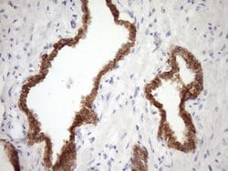 MCEE Monoclonal Antibody (OTI6A1), TrueMAB , OriGene:Antibodies:Primary