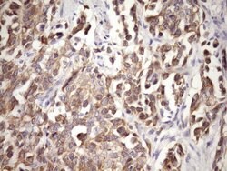 MCEE Monoclonal Antibody (OTI6A1), TrueMAB , OriGene 100 &mu;L; Unconjugated:Antibodies,