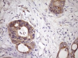 MCEE Monoclonal Antibody (OTI6A1), TrueMAB , OriGene 100 &mu;L; Unconjugated:Antibodies,