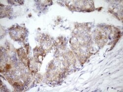 MCEE Monoclonal Antibody (OTI6A1), TrueMAB , OriGene 100 &mu;L; Unconjugated:Antibodies,