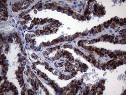 MCEE Monoclonal Antibody (OTI3B11), TrueMAB , OriGene 100 &mu;L; Unconjugated:Antibodies,