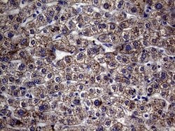 MCEE Monoclonal Antibody (OTI3B11), TrueMAB , OriGene 100 &mu;L; Unconjugated:Antibodies,