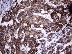 MCEE Monoclonal Antibody (OTI3B11), TrueMAB , OriGene 100 &mu;L; Unconjugated:Antibodies,