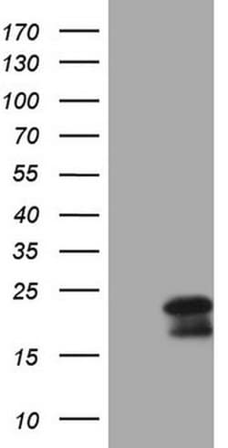 MCEE Monoclonal Antibody (OTI1B5), TrueMAB , OriGene 100 &mu;L; Unconjugated:Antibodies,