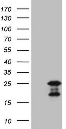 MCEE Monoclonal Antibody (OTI4A6), TrueMAB , OriGene 100 &mu;L; Unconjugated:Antibodies,