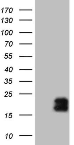 MCEE Monoclonal Antibody (OTI3B11), TrueMAB , OriGene 100 &mu;L; Unconjugated:Antibodies,