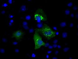 MCL1 Monoclonal Antibody (OTI2D6), TrueMAB , OriGene 100 &mu;L | Buy Online | Origene Technologies | Fisher Scientific