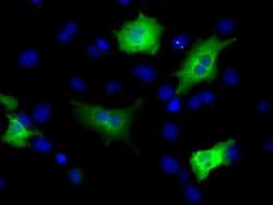 MCL1 Monoclonal Antibody (OTI3A12), TrueMAB , OriGene 100 &mu;L; Unconjugated:Antibodies,