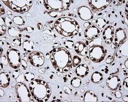 MCL1 Mouse anti-Human, Clone: OTI3A12, lyophilized, TrueMAB 100 &mu;g;