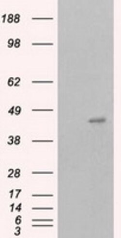 MCL1 Mouse anti-Human, Clone: OTI3A12, lyophilized, TrueMAB 100 &mu;g;