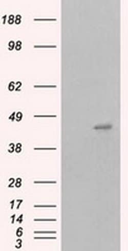 MCL1 Monoclonal Antibody (OTI3A12), TrueMAB , OriGene 100 &mu;L; Unconjugated:Antibodies,