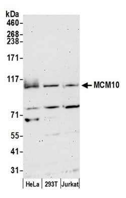 MCM10 Rabbit anti-Human, Polyclonal, Bethyl Laboratories 10 &mu;L; Unconjugated:Antibodies,
