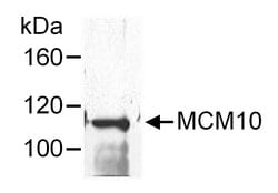 MCM10 Rabbit anti-Human, Polyclonal, Bethyl Laboratories 10 &mu;L; Unconjugated:Antibodies,