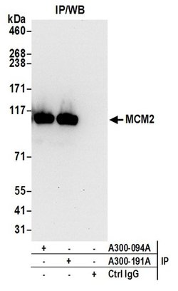 MCM2 Rabbit anti-Human, Mouse, Polyclonal, Bethyl Laboratories 100 &mu;l;