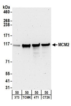 MCM2 Goat anti-Human, Mouse, Polyclonal, Bethyl Laboratories 100 &mu;L;
