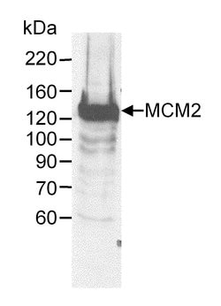 MCM2 Goat anti-Human, Mouse, Polyclonal, Bethyl Laboratories 100 &mu;L;