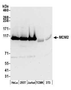 MCM2 Rabbit anti-Human, Mouse, Polyclonal, Bethyl Laboratories 100 &mu;l;