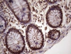 MCM2 Monoclonal Antibody (OTI4C9), TrueMAB , OriGene 30 &mu;L; Unconjugated:Antibodies,